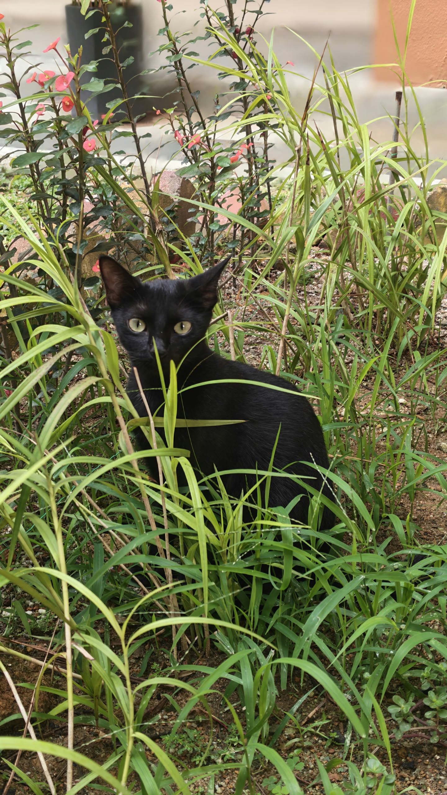 Mama, ibu kucing hitam resident cat KVKS